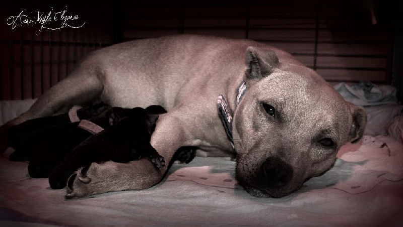 Of Fana Neyla Elegance - Staffordshire Bull Terrier - Portée née le 29/09/2014