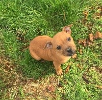 Of Fana Neyla Elegance - Staffordshire Bull Terrier - Portée née le 21/12/2016