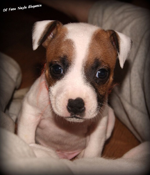 Of Fana Neyla Elegance - Staffordshire Bull Terrier - Portée née le 26/09/2016