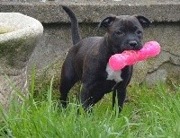Nikita 