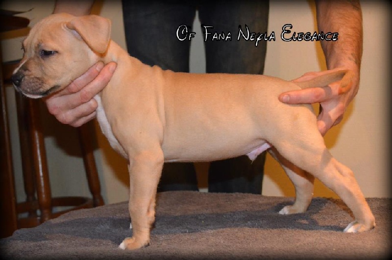 Of Fana Neyla Elegance - American Staffordshire Terrier - Portée née le 14/12/2012